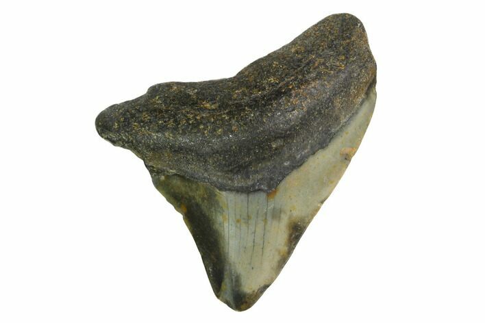 Bargain, Megalodon Tooth - North Carolina #152814